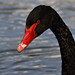 Nicholas Black Photo 17
