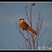 Jay Dawes Photo 17