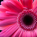 Mark Gerber Photo 41