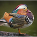 Bob Thompson Photo 36