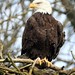 Mark Ferrante Photo 31