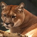 Thomas Puma Photo 8