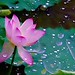 Tam Pham Photo 13