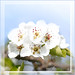 Constance Cherry Photo 13