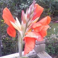 Janice Pratt Photo 10