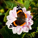 Andrew Trilling Photo 6