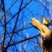 Forrest Poole Photo 2