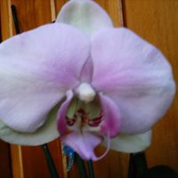 Susan Berkowitz Photo 21