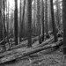 Alice Wood Photo 23
