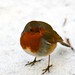 Robin Min Photo 5