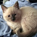Steve Jeffrey Photo 27