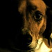 Henry Best Photo 5