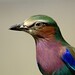 Brian Bird Photo 25