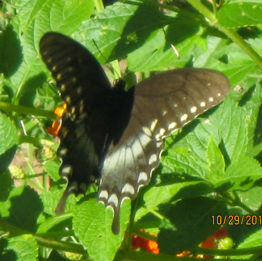 Dorothy Long Photo 35