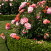 Christopher Rose Photo 33
