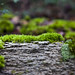Mark Tribble Photo 21