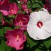 Sharon Hardy Photo 19