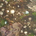 Lisa Wood Photo 5