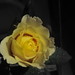 Maureen Wells Photo 20
