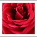 Rose Sharp Photo 17