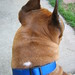 Arthur Boxer Photo 11