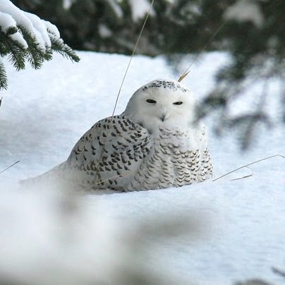 Diane Bourdeau Photo 21