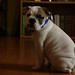 Archie Henderson Photo 10