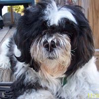 Harold Sims Photo 15