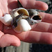 Elizabeth Shell Photo 22