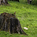 Robin Stump Photo 29