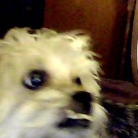 Robert Bear Photo 29