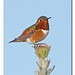 Allen Bird Photo 11