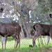 Teresa Parks Photo 20