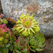 Joseph Hoppe Photo 18