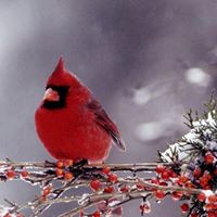 Robin Solomon Photo 5