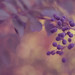 Effie Jones Photo 24