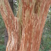 Myrtle Walker Photo 12