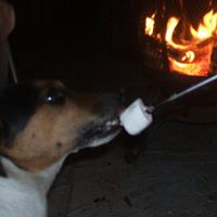 Jack Russell Photo 2