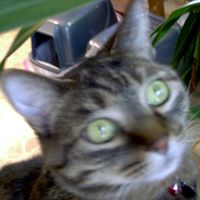 Suzanne Cody Photo 12