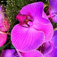 Frances Lucas Photo 38