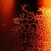 Crystal Ash Photo 15