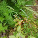 Veronica Meadows Photo 17
