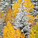 Jeffery Snow Photo 21