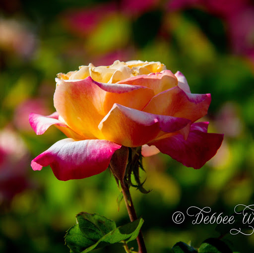 Debbie Rose Photo 35