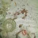 April Chartier Photo 7