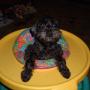Dennis Hedrick Photo 14