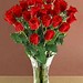 Rose Long Photo 14