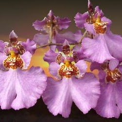 Mary Link Photo 25