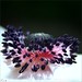 Lisa Stem Photo 16