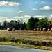 Donald Hays Photo 16